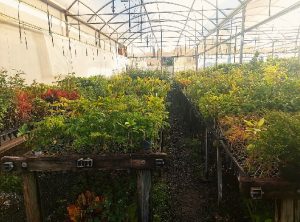 Operação do Mapa em São Paulo flagra venda irregular de mudas pela internet