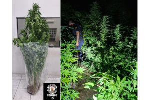 Guardas encontram plantação de maconha em Nova Odessa