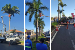 Americana 'dá um trato' nas palmeiras-imperiais na Avenida Iacanga