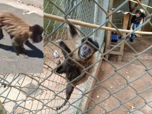 Macaco prego Americana