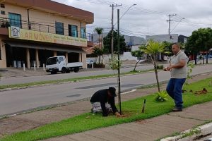 Subprefeitura do Picerno planta mais de 100 árvores nativas em avenida de Sumaré