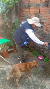 Dengue preocupa em Sumaré: 82 casos e muitas larvas de Aedes aegypti
