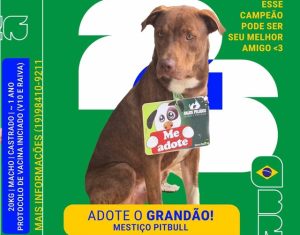 Cachorro