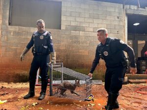 A Guarda Municipal de Americana realizou na manhã desta quinta-feira (21) o resgate de um cachorro do mato ferido no interior da horta da Cooperativa da Agricultura