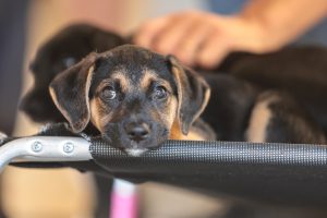 Bem-Estar Animal realiza feira de adoção neste sábado (9) em Sumaré