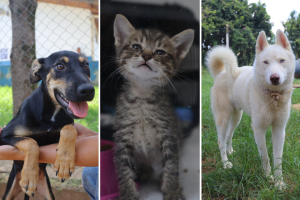 Hortolândia promove adoção responsável de cães e gatos