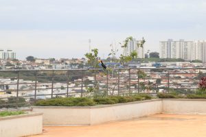 Tucanos sobrevoam Paço Municipal de Hortolândia nesta 5ª (25)