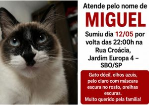 Gato Miguel