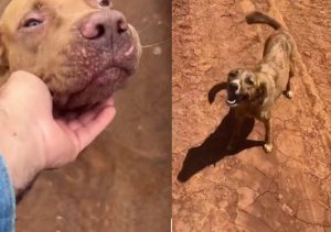 Vídeo cães
