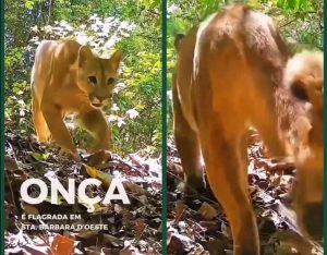 onca parda