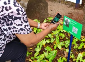 Identificação de árvores com QR Code chega ao Parque Dorothy (Hortolândia)