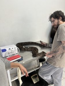 Zoo Americana dedicou cuidados especiais à jiboia Morgana