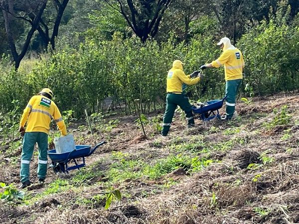 Refloresta Americana ultrapassa 2 mil mudas plantadas