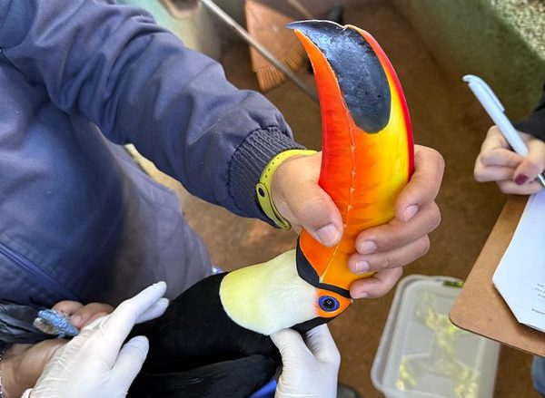 Parque Ecológico realiza manejo em tucanos e papagaios