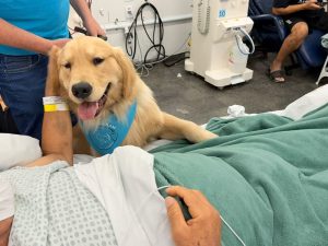 Cães terapeutas