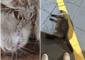 gatos