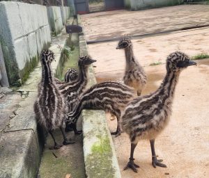 Zoo Americana