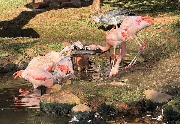 Zoo Americana conclui ciclo de vermifugação das aves