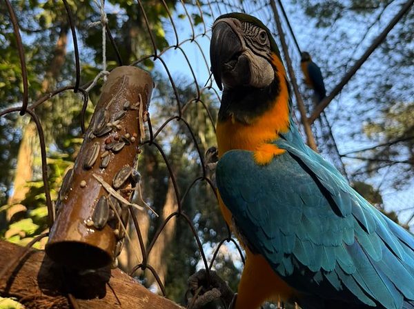 Animais do Zoo participam de atividades de enriquecimento ambiental
