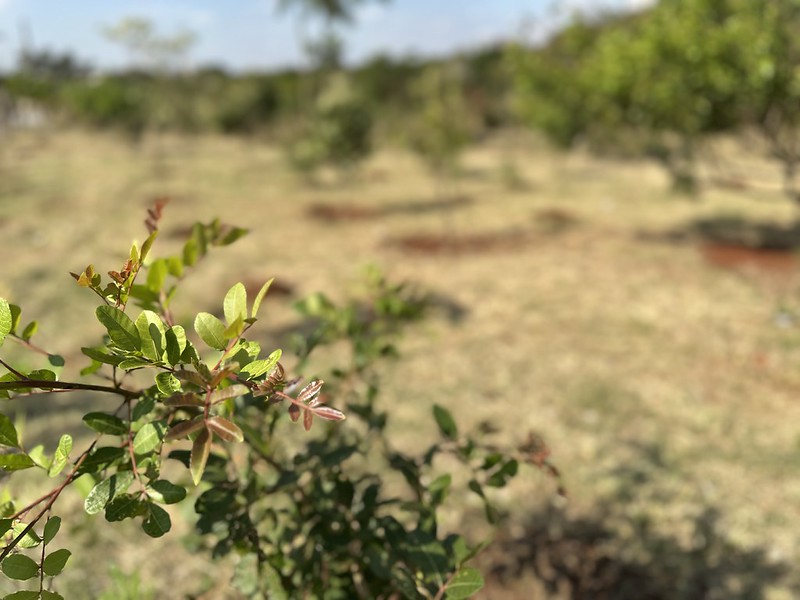 Bosque PCD comemora 4 anos em evento aberto ao público no sábado