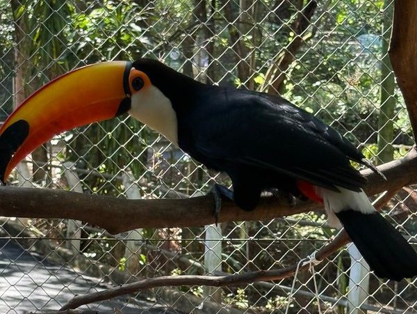 Zoo Americana realiza atividades de enriquecimento ambiental