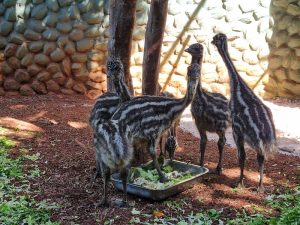 Filhotes de emu