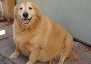 sobrepeso