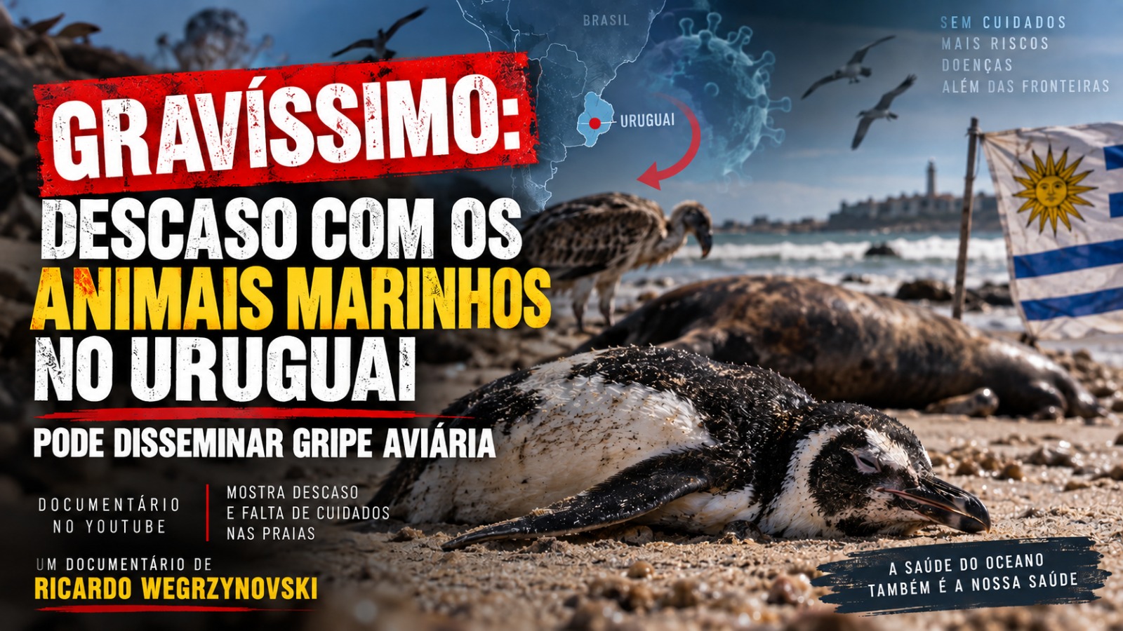 Grave: Descaso com os animais no Uruguai pode disseminar gripe aviária