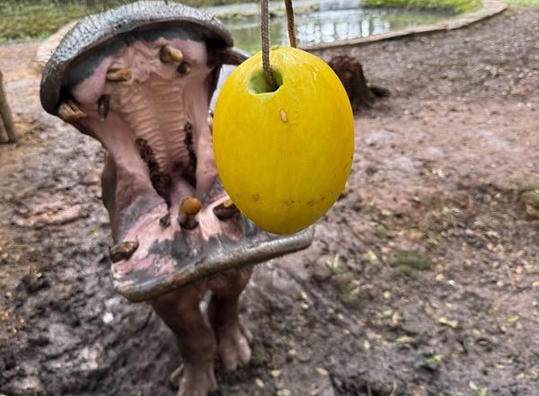Animais do Zoo recebem atividades de enriquecimento ambiental
