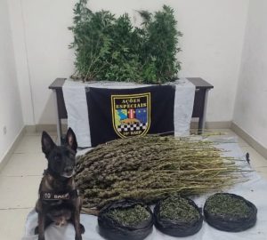 Mini Floresta