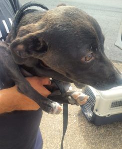 Cachorrinho pele e osso