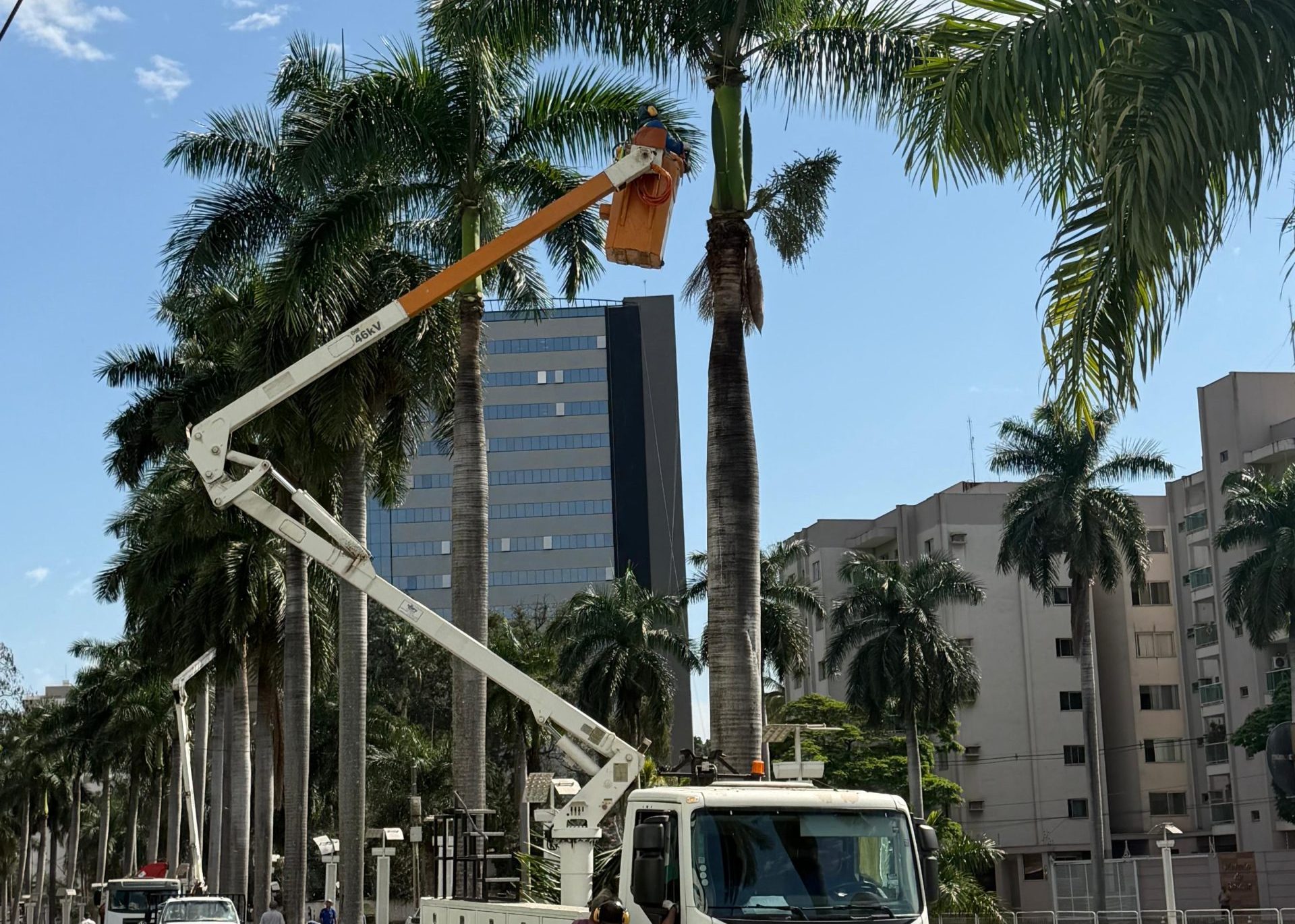 Prefeitura realiza poda das palmeiras-imperiais da Avenida Brasil