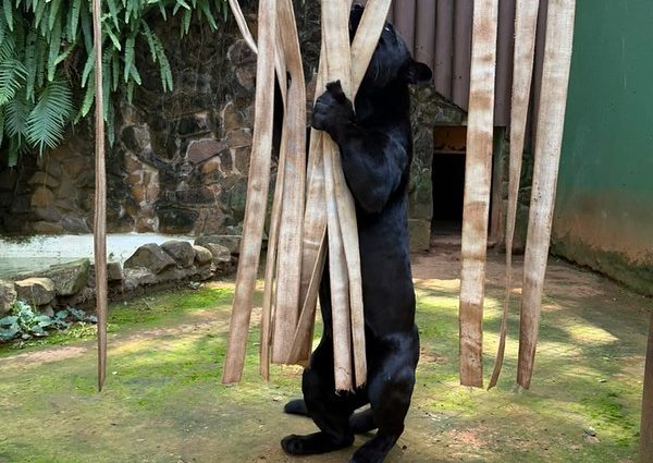 Animais de 18 espécies participam de enriquecimento ambiental no Zoo