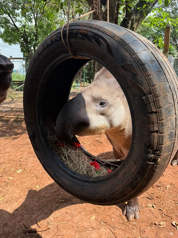 Animais de 18 espécies participam de enriquecimento ambiental no Zoo