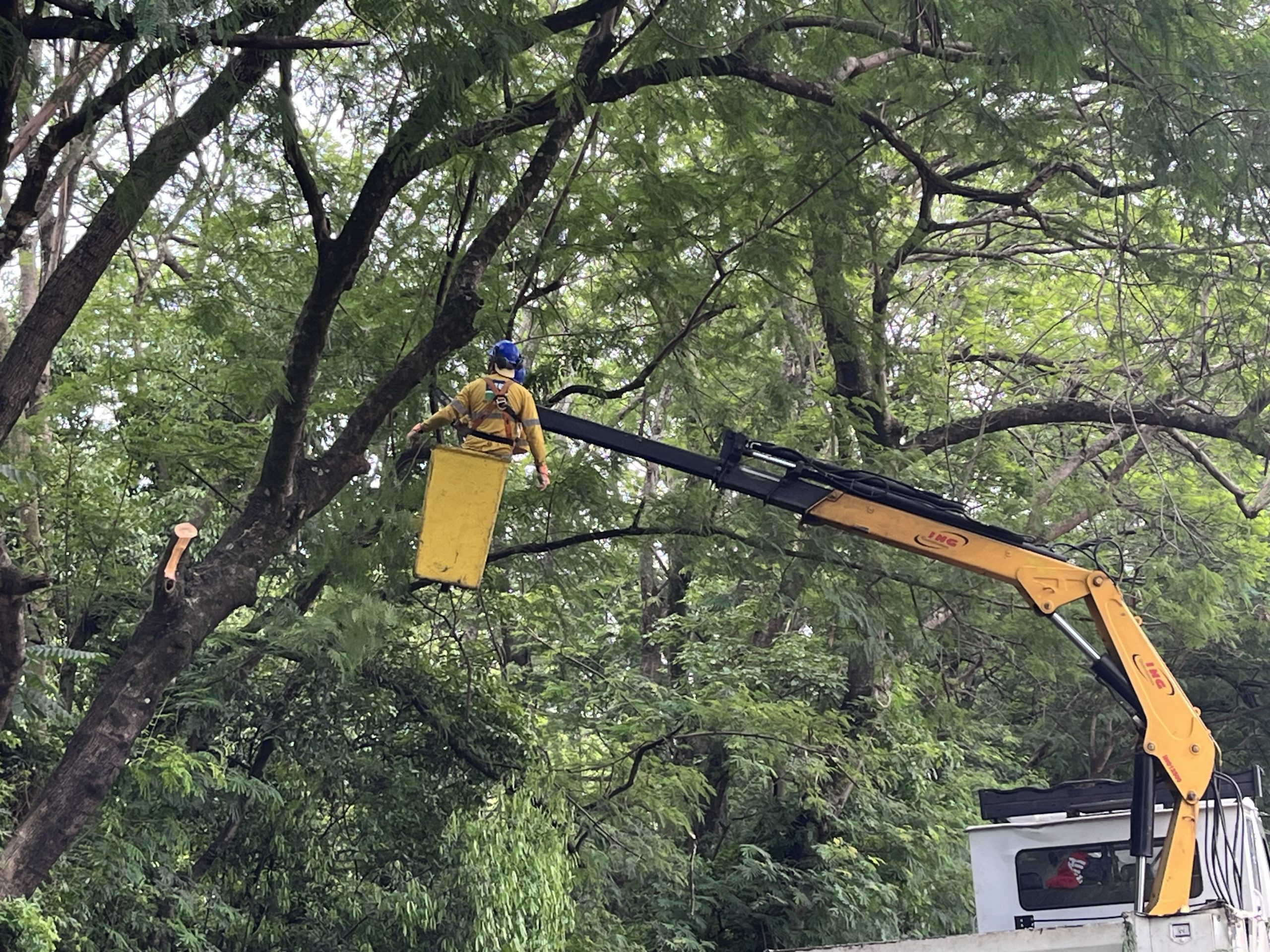 Prefeitura inicia nova fase de controle de leucenas em Americana