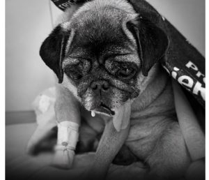 Cãozinho Bento