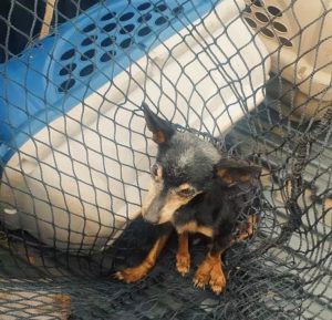 Cachorrinho