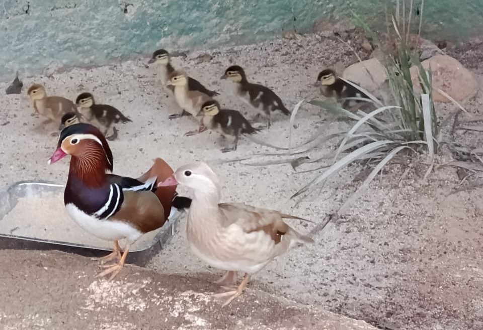Parque Ecológico apresenta 9 filhotes de aves exóticas ao público